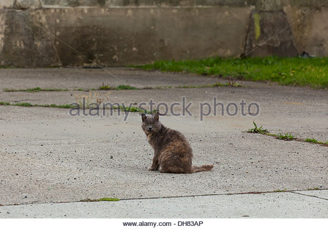 feral-cat-in-front-of-abandoned-building-california-usa-dh83ap.jpg